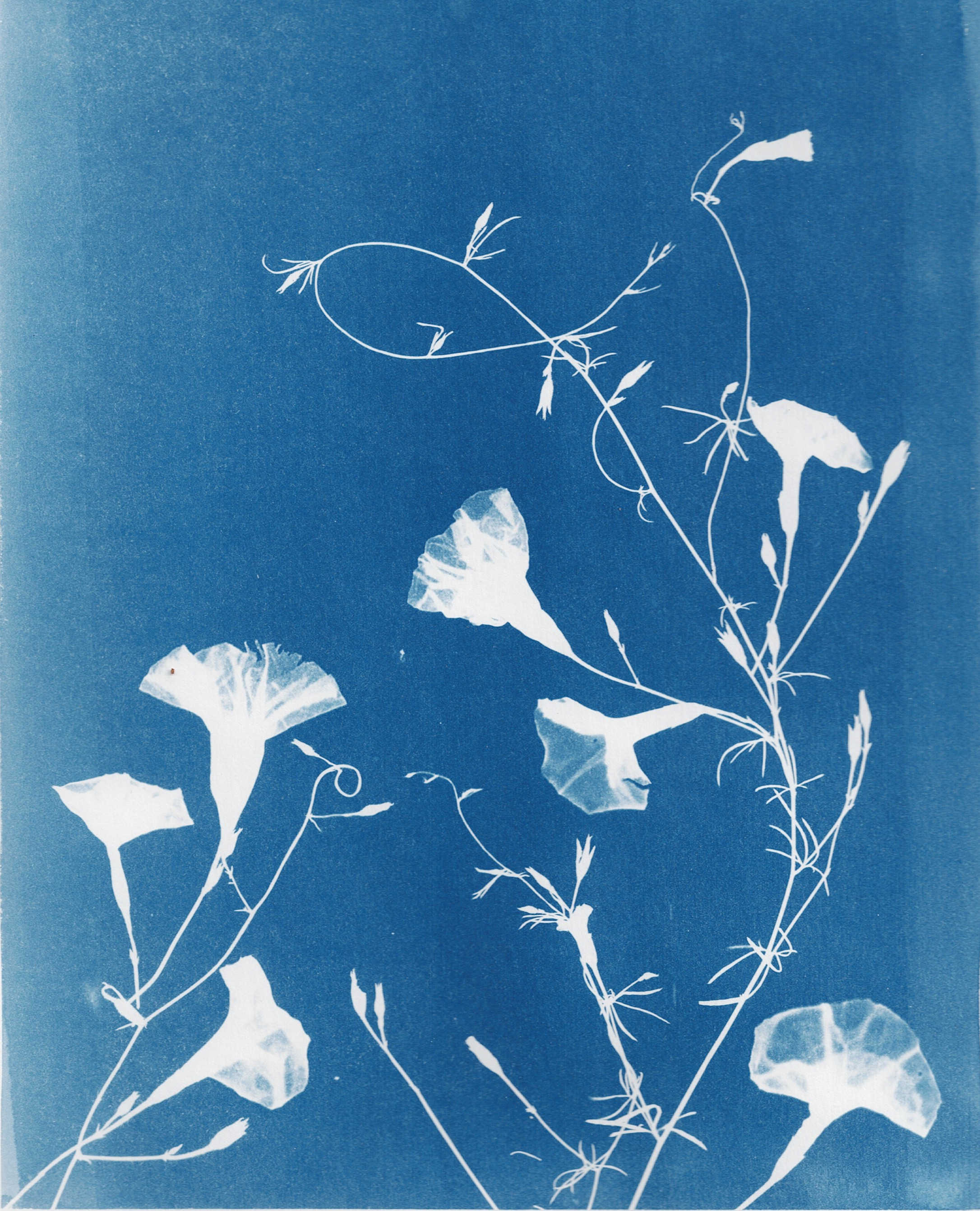 Birdfoot Morning Glory, 2025